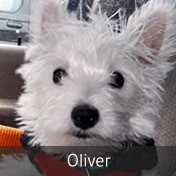 oliver